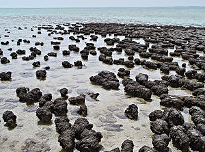 Stromatolites in Shark Bay Australia