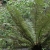 [Tree ferns from New
Zealand- Postman's Park (600kb)]